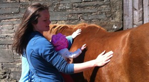 stroking a horse