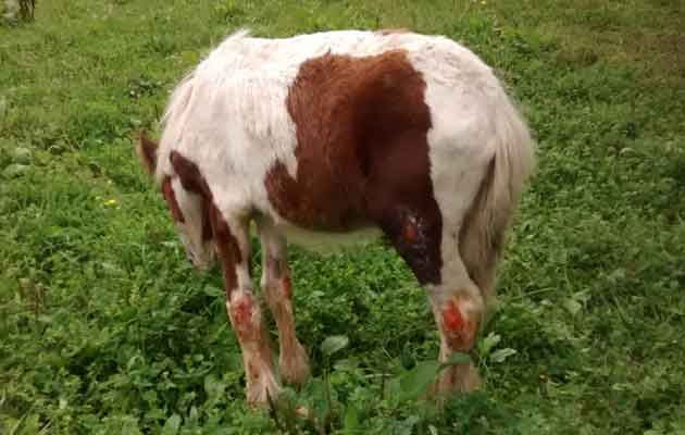 Derbyshire burnt foal