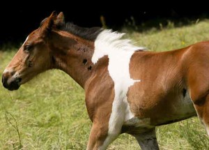 Foal with horsemarking