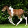 heart shape on foals bottom