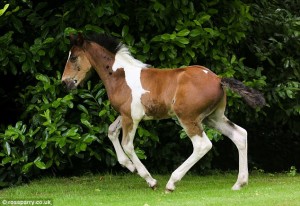 heart shape on foals bottom