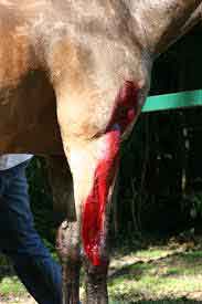 horse cut leg