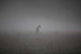 Horse in mist