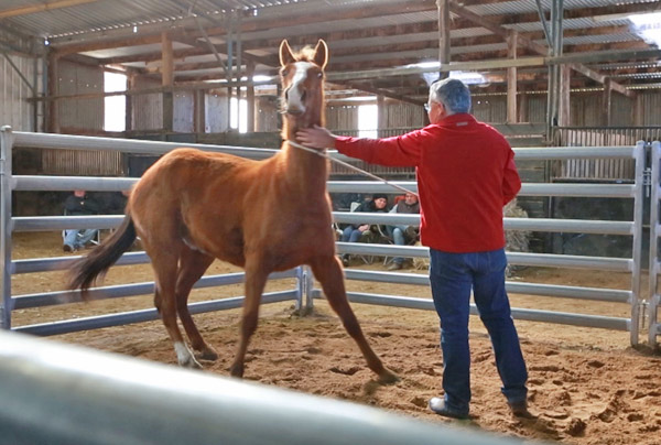 Dangerous horse