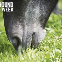 Horse and hound feeding week