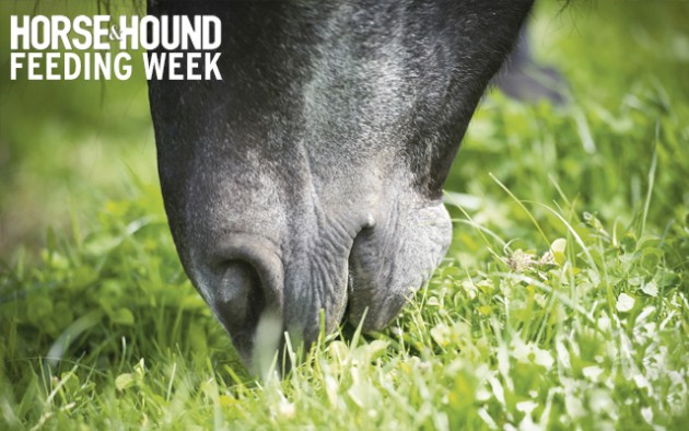 Horse and hound feeding week