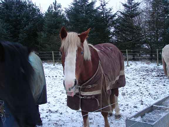 Horse with rug on