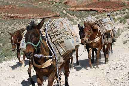 Mules for mail services