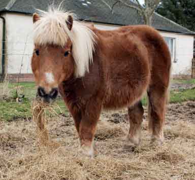 Tonto shetland pony