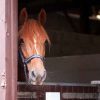 breeze the horse in a stable