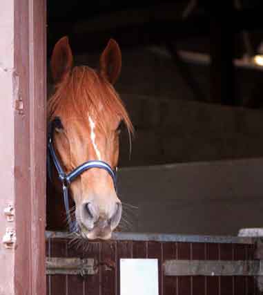 breeze the horse in a stable