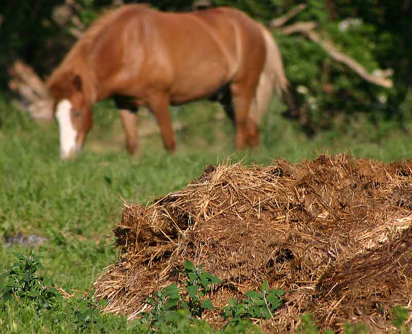 horse-manure