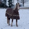 horse with rug on