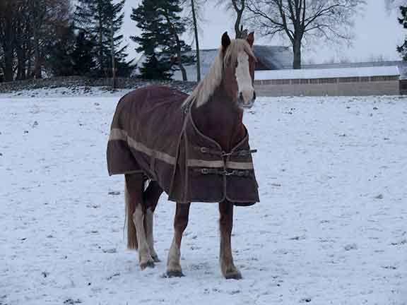 horse with rug on