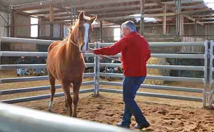 Handling a young horse