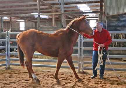 Calm young horse