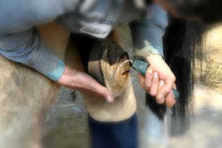 using a hoof pick