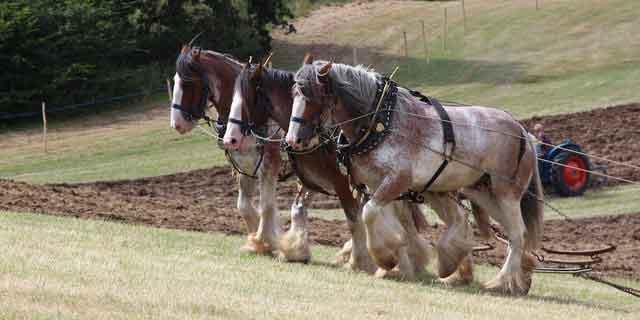 well cared for working horses